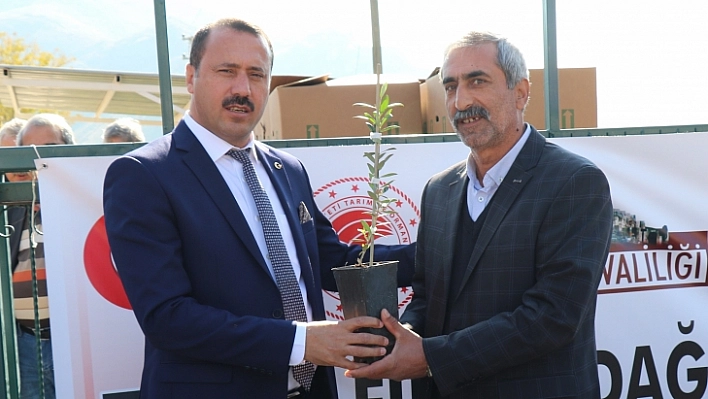 Üreticilere zeytin fidanı hibe edildi