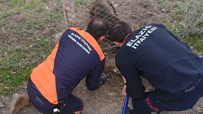 Tellere Sıkışan Köpek Kurtarıldı