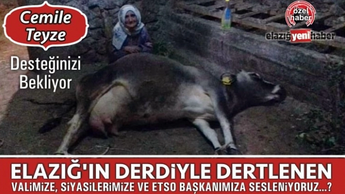 İneği Ölen Cemile Teyze Yardım Bekliyor