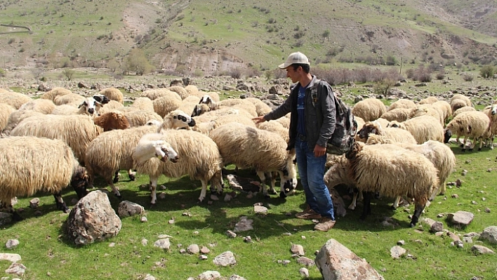 Çemişgezek'li Çobandan Demokrasi Dersi