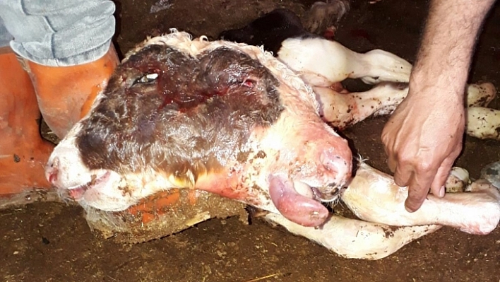 Çift Başlı Buzağı 10 Dakika Yaşadı