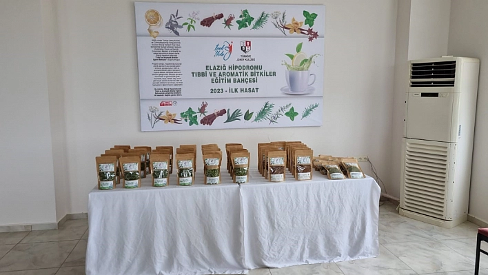 Aromatik Bitkide İlk Hasat