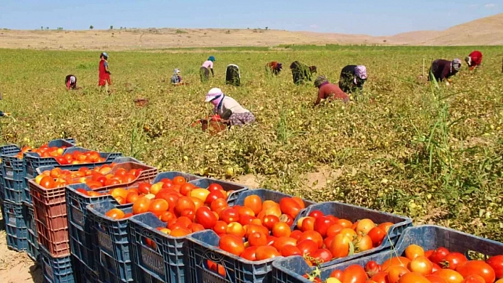 Domates Fiyatları Uçuşta!
