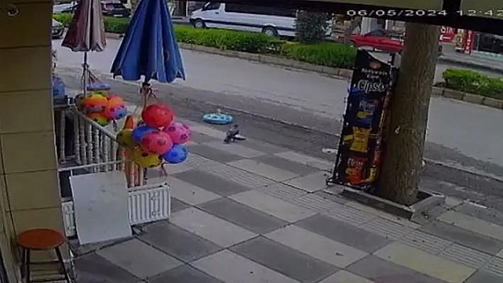Hırsız Karga Kameralara Yakalandı