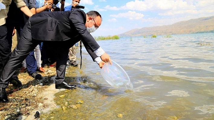 İlk defa üretimi yapılan 420 bin adet siraz balığı, Hazar Gölü'ne bırakıldı