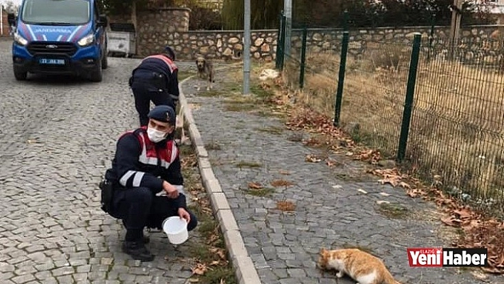 Jandarma Ekipleri Sesiz Dostları İhmal Etmedi