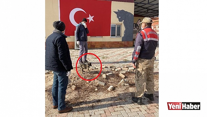 Jandarmanın Fark Ettiği 'Dost' Tedavi Altına Alındı!