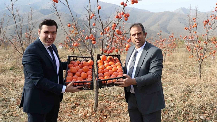 Hurma Hasadı Yapıldı