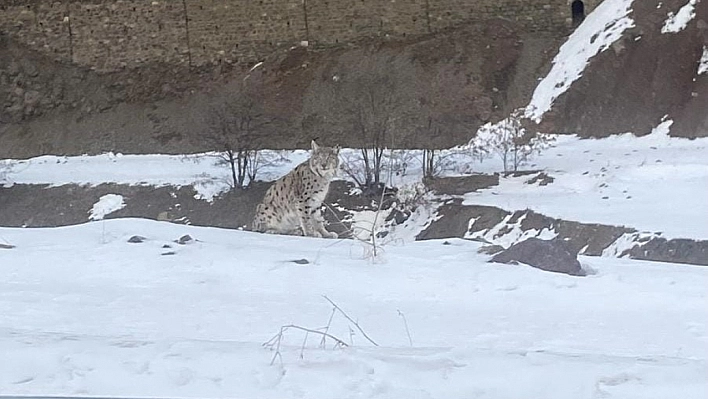 Elazığ'da Vaşak Görüldü