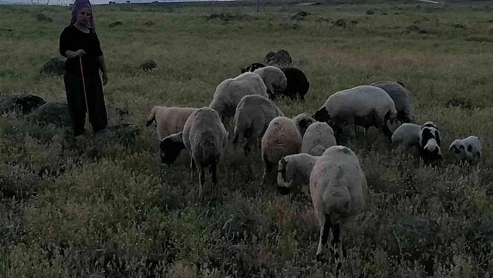 Köpek Saldırısı 3 Koyunu Telef Etti