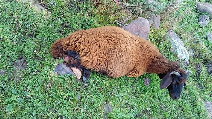 Koyunlar Köpeklerin Saldırısına Uğradı
