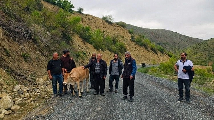 Palu'da 'İnek' Operasyonu