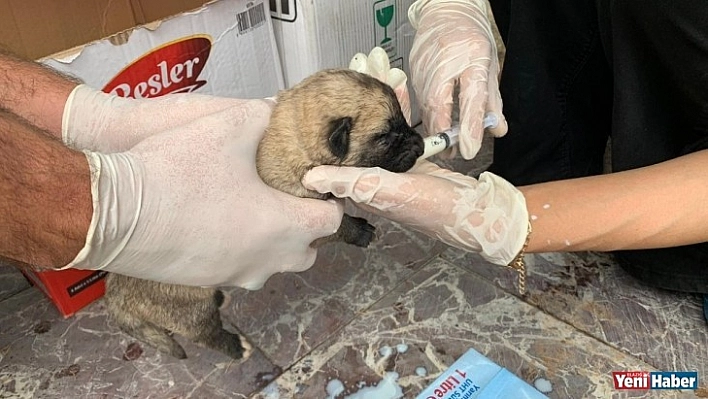 Yavru Köpekler Koruma Altına Alındı