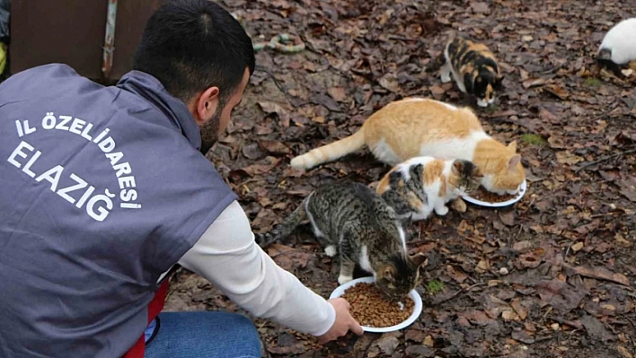 Sokak Hayvanları Unutulmadı