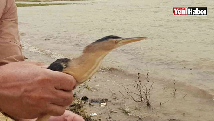 Tedavisi tamamlanan balaban kuşu doğaya bırakıldı
