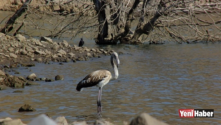 Tunceli'de Flamingo Görüntülendi!