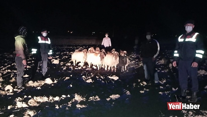 Yurtbaşı Beldesi'nde Kaybolan Koyunlar Bulundu!