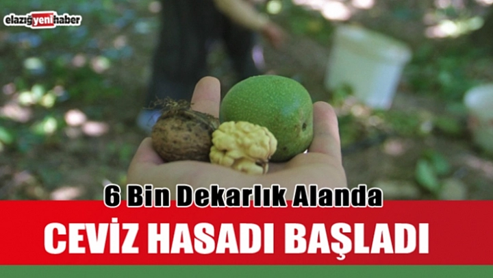 Ceviz Hasadı Başladı
