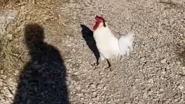 Sayaç Okurken Horozun Saldırısına Uğradı
