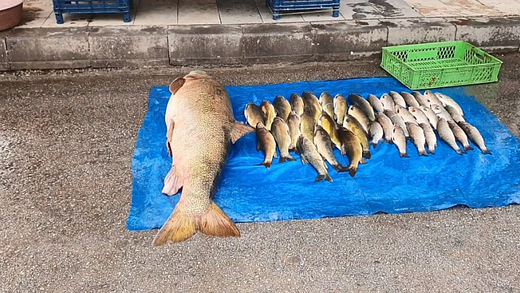 Elazığ'da Dev Balık Yakalandı!