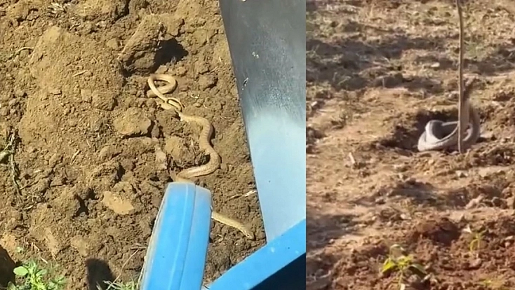 Elazığ'da Yılanlar Cirit Atıyor