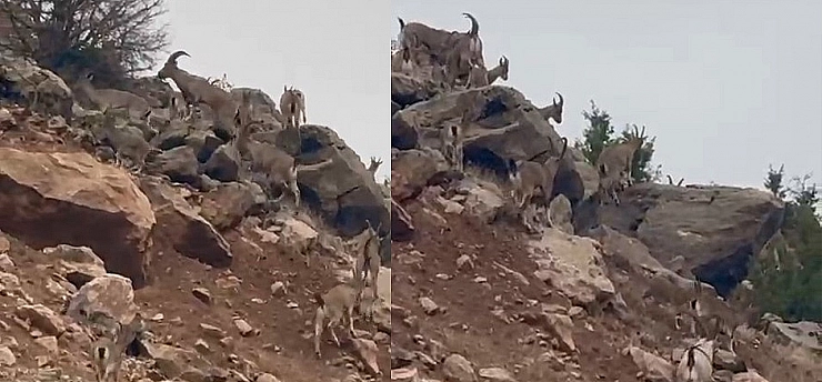 Dağ Keçileri Beyhan'da Görüntülendi