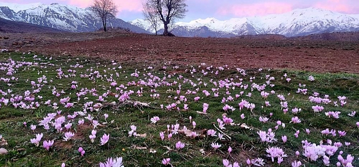 Elazığ'da Çiçekler Erken Açtı