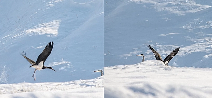 Elazığ'daki Leylekler Göç Etmeyi Unuttu