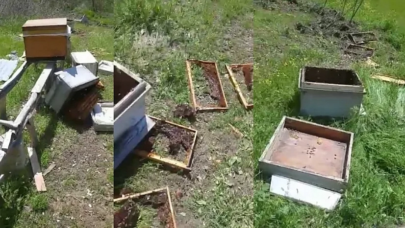 Aç Ayı Kovanları Parçaladı