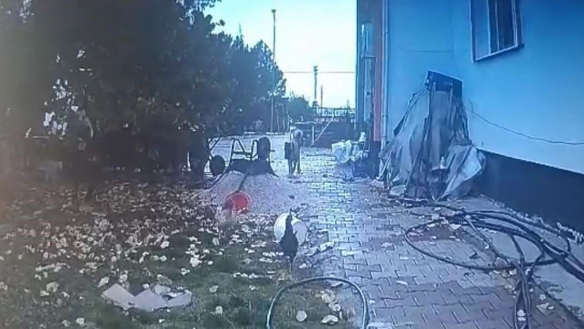 Aç Köpek Tavuğu Affetmedi
