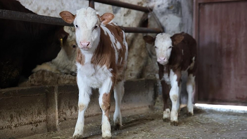 Elazığ'da İkiz Buzağı Sevinci