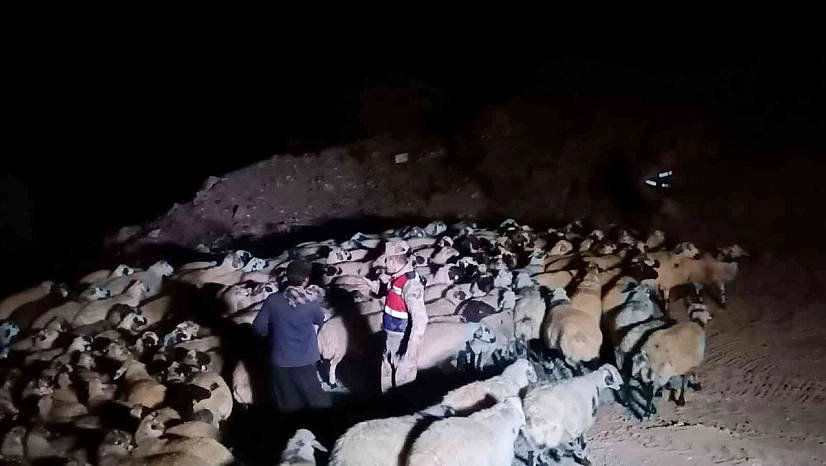 Kaybolan hayvanlar dron ile bulundu