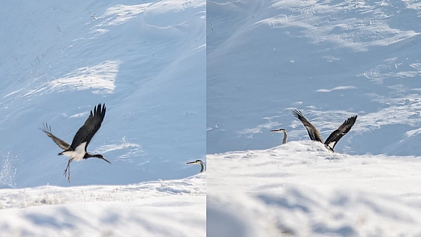 Elazığ'daki Leylekler Göç Etmeyi Unuttu