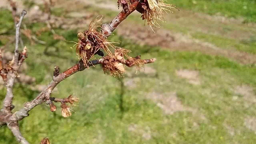 Kayısıları don vurdu, üretici zor durumda kaldı