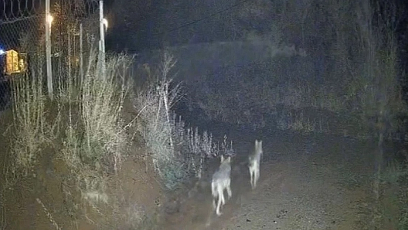 Sivrice'de Kurtlar Sürü Halinde Görüldü