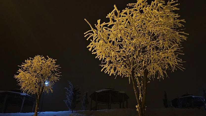 Elazığ'da Ağaçlar Görenleri Büyüledi