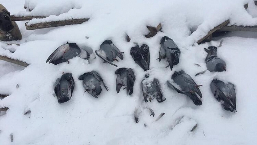 Elazığ'da Güvercinler Telef Oldu