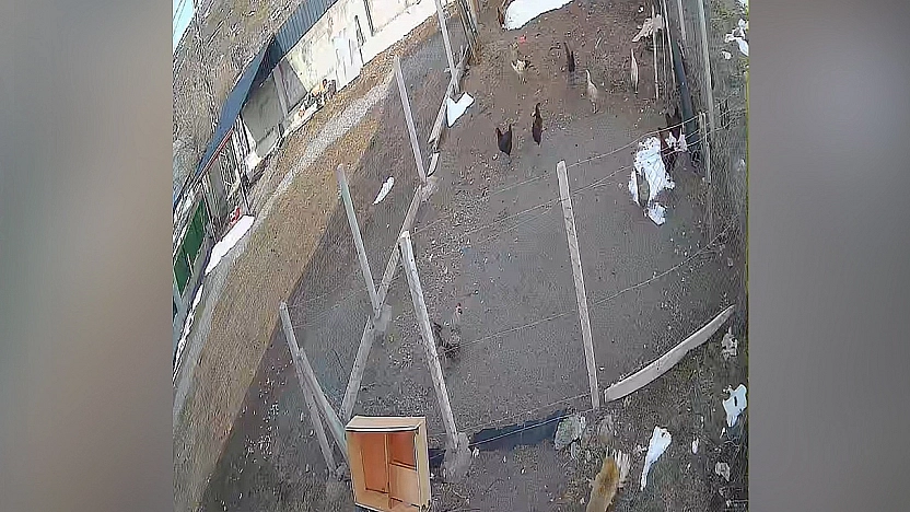 Tilki'den Kümes Baskını