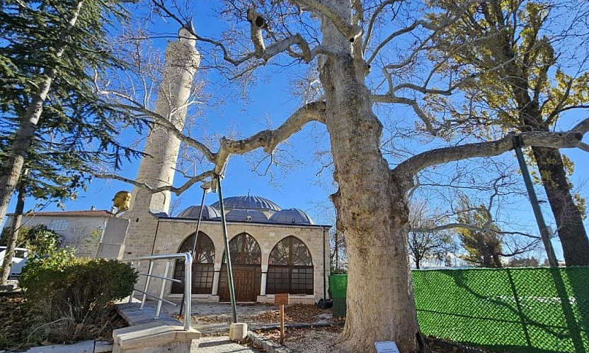 Asırlık Çınarı Yıllara Meydan Okuyor