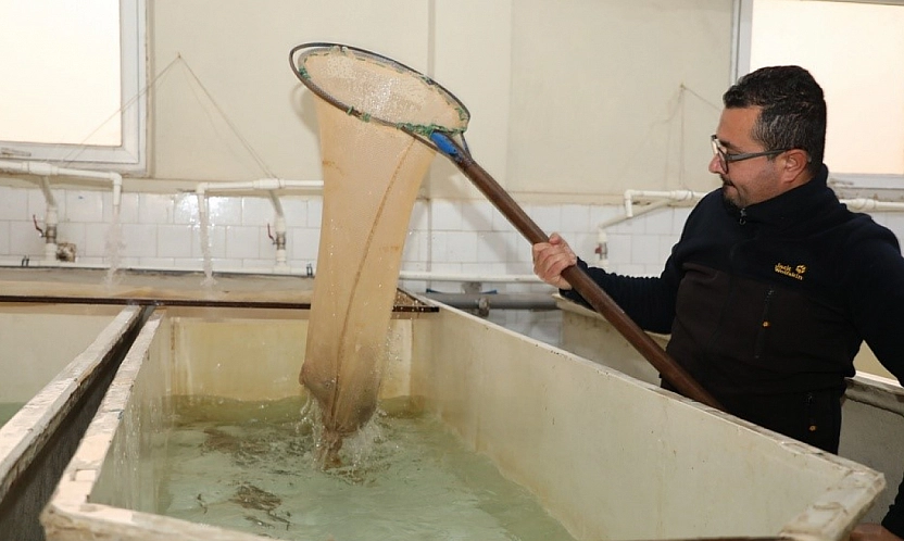 Elazığ'da Alabalık Sağım Çalışması