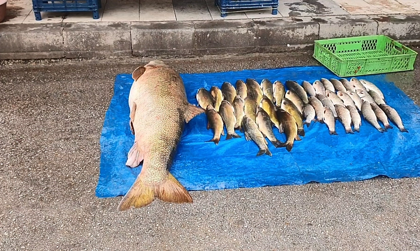 Elazığ'da Dev Balık Yakalandı!