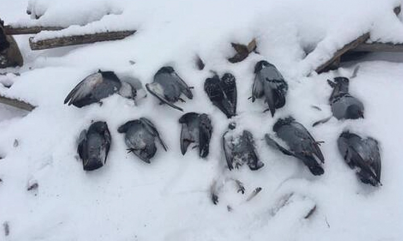 Elazığ'da Güvercinler Telef Oldu