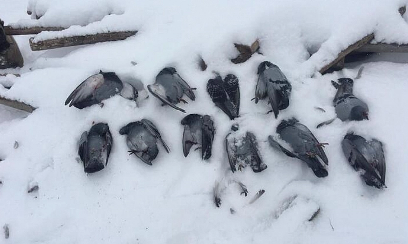 Elazığ'da Güvercinler Telef Oldu