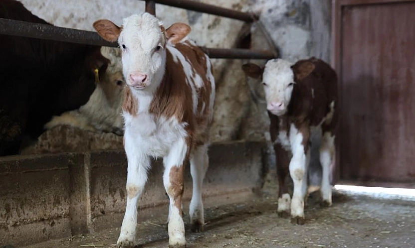 Elazığ'da İkiz Buzağı Sevinci