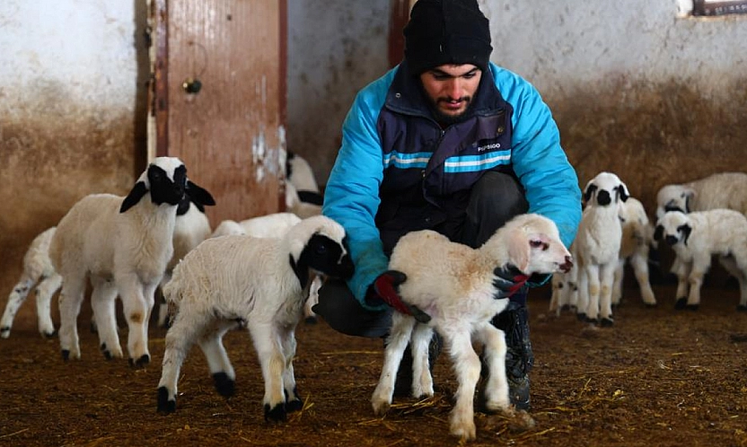 Soğuklar, Kuzu Doğumlarını Artırdı
