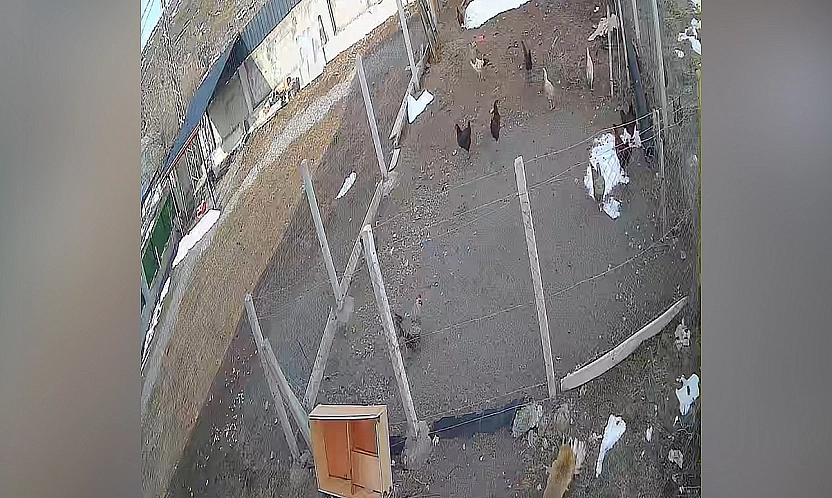 Tilki'den Kümes Baskını