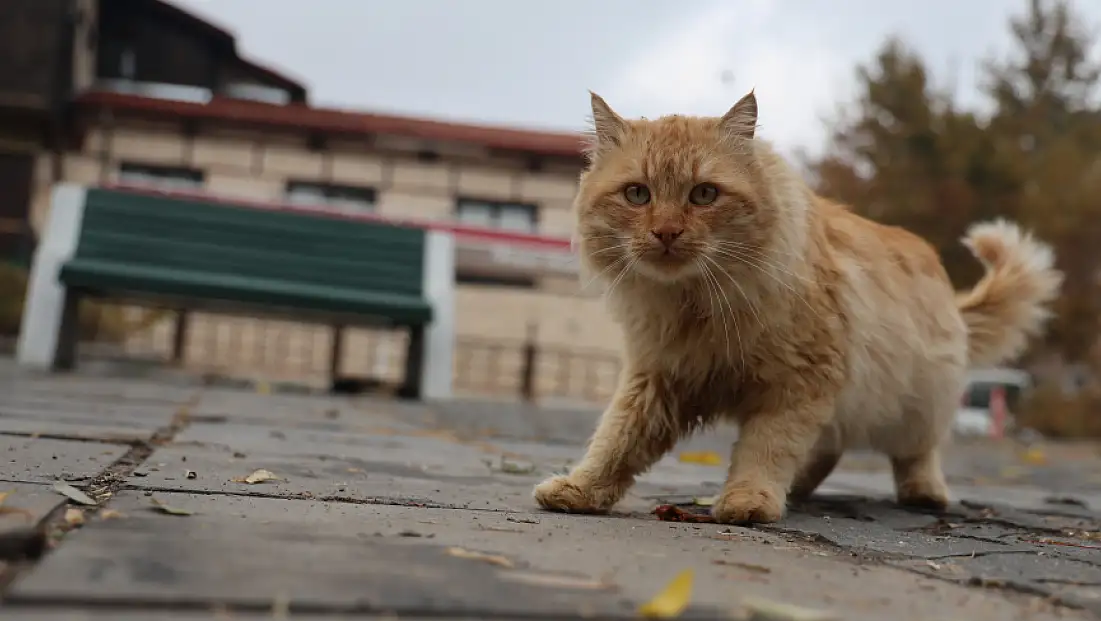 Bu Kediler Bir Başka!