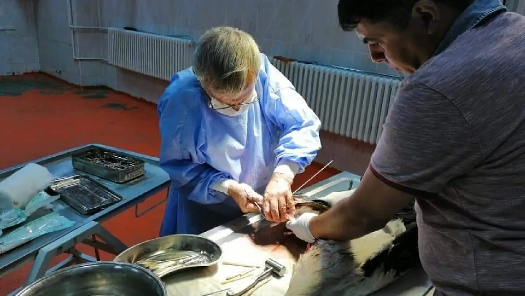 Bingöl'de yaralı leylek tedavi altına alındı 