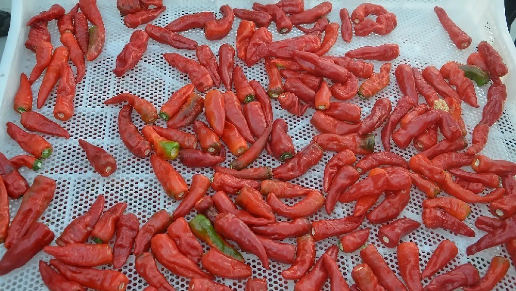 Malatya'da yerli üretim 'Dila Kırmızıbiber' de ilk hasat gerçekleştirildi 