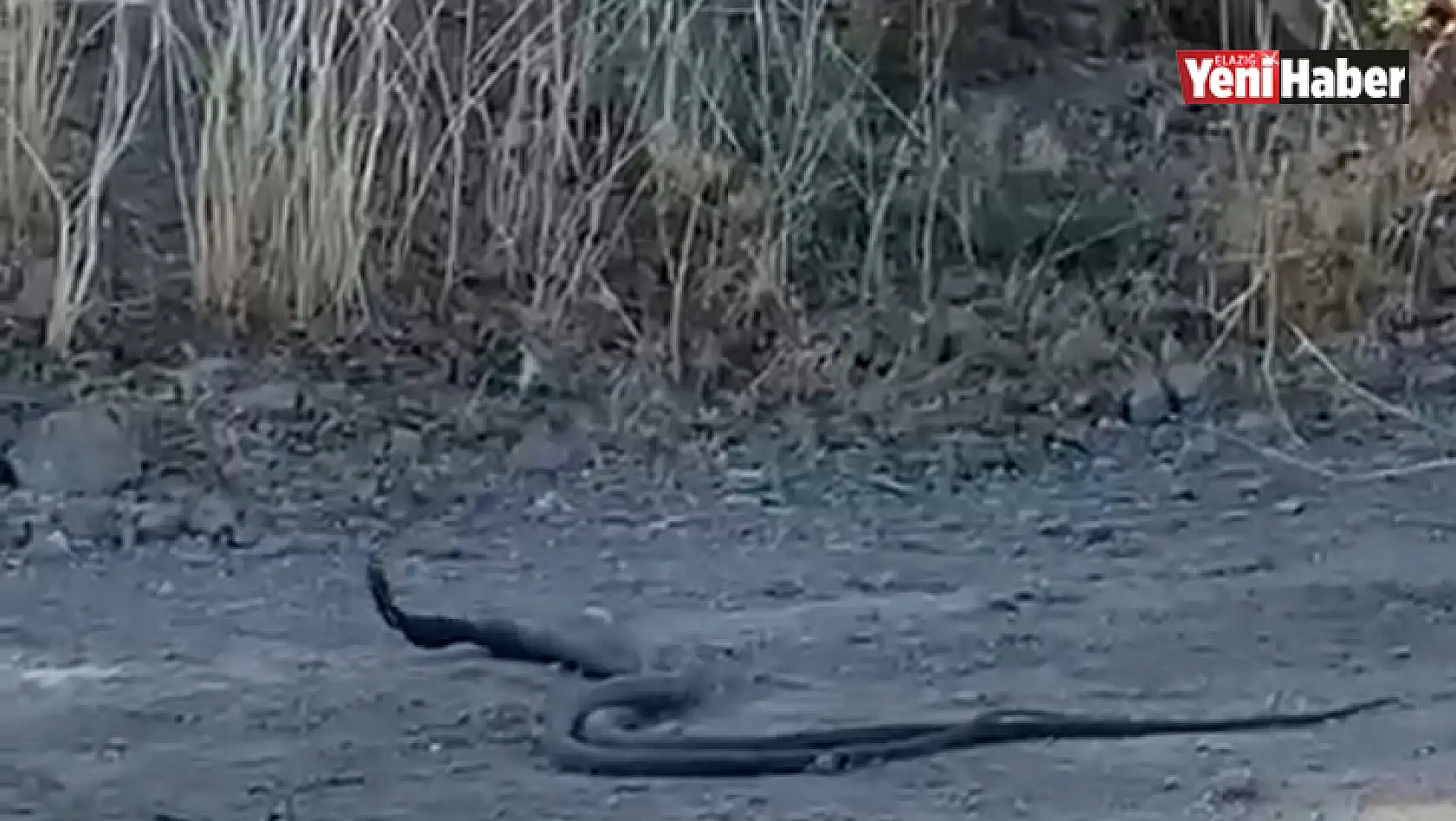 Elazığ'da 1,5 metrelik yılanların dansı kameraya yansıdı